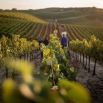 dératisation bordeaux : techniques avancées pour éliminer les nuisibles