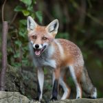 comment piéger une fouine sans danger pour les animaux domestiques