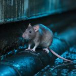 dératisation villeurbanne : contrôle et prévention des infestations de rongeurs