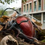 destruction de frelon asiatique lyon : stratégies et interventions clés