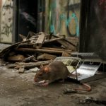 deratisation nantes : méthodes efficaces pour une dératisation réussie