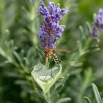 huile essentielle de lavande contre les insectes : efficacité et utilisation