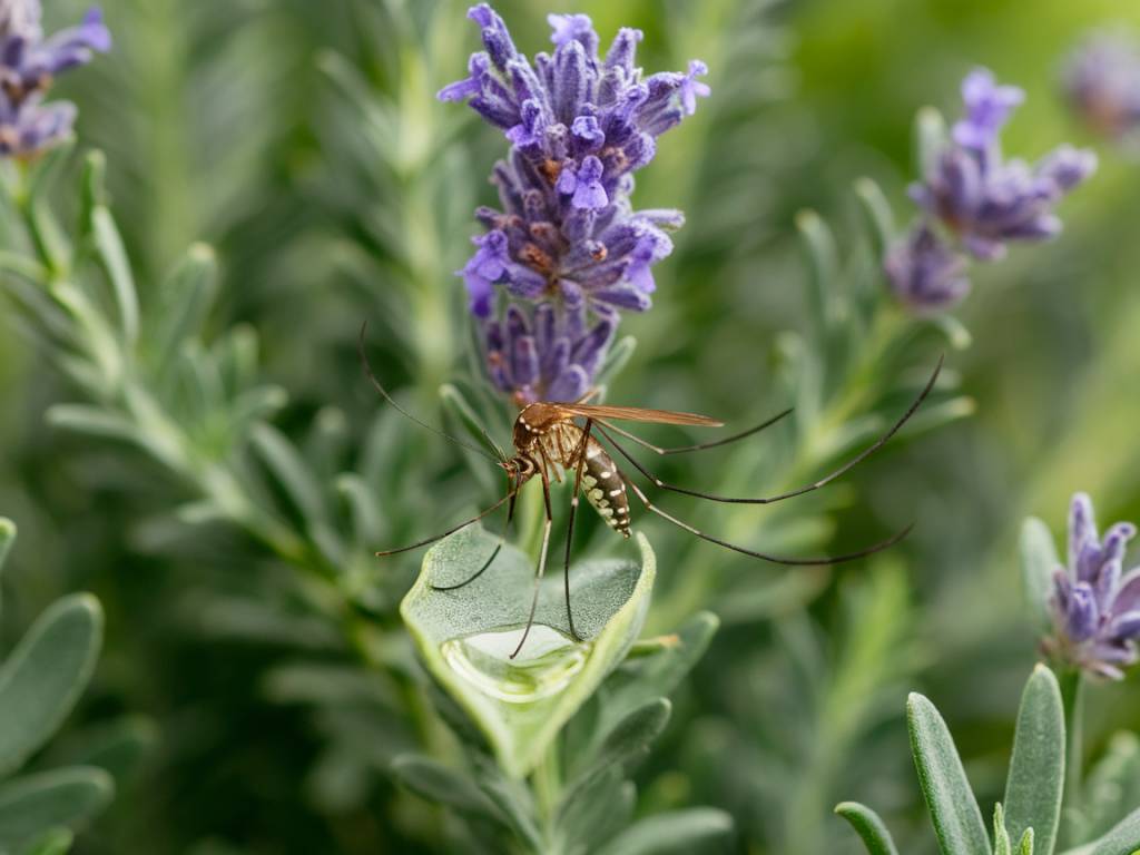 huile essentielle de lavande contre les insectes : efficacité et utilisation