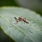 le moustique tigre : comprendre les risques sanitaires et les prévenir