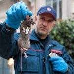 dératisation marseille : éradication rapide des rats et souris