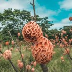 progression du frelon asiatique en france : les impacts environnementaux et sanitaires