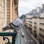 Les méthodes anti-pigeons les plus efficaces pour protéger votre balcon