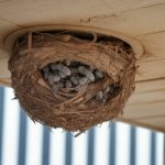 Destruction nid de frelons asiatiques Lyon : protocole de sécurité, réglementation et intervention rapide