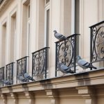 Entreprise depigeonnage Lyon : solutions anti-pigeons pour façades, toitures et copropriétés
