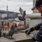 Les solutions efficaces pour lutter contre les pigeons à lyon