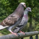 Les meilleures solutions de dépigeonnisation à paris pour les particuliers