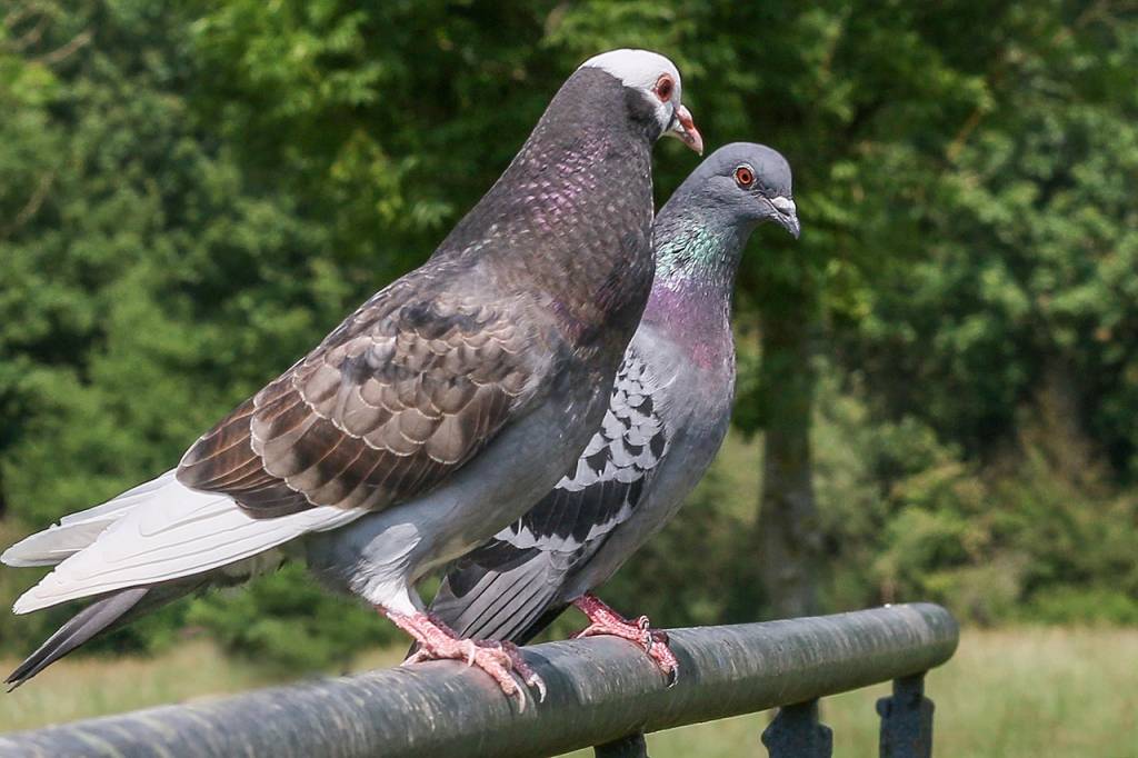 Les meilleures solutions de dépigeonnisation à paris pour les particuliers
