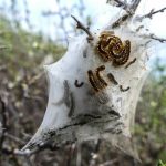 Comment lutter contre la chenille processionnaire dans le Rhône