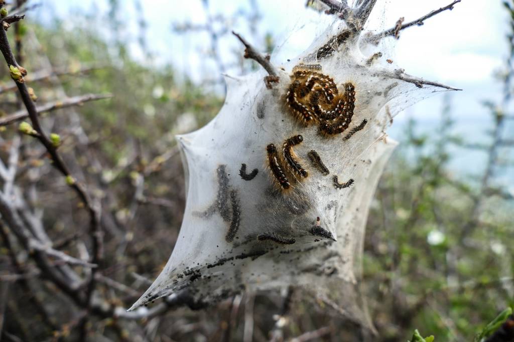 Comment lutter contre la chenille processionnaire dans le Rhône