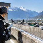 Dépigeonnage en valais : quelles solutions contre les nuisances des pigeons